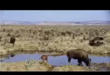 Bison Ranch Live Stream Cam New In Oregon