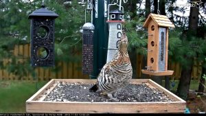 Ontario Bird Feeder Live Stream Cam New In Canada