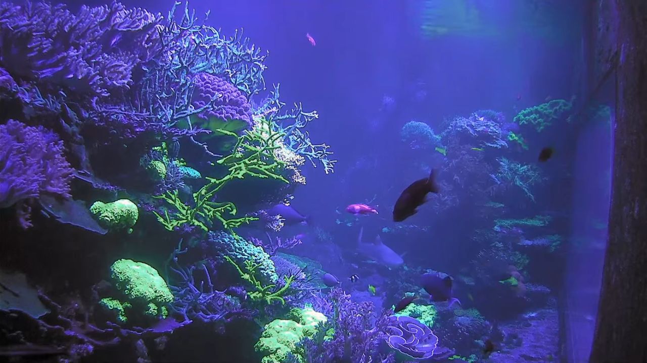 Karlsruhe Webcam – Aquarium Naturkundemuseums – Video