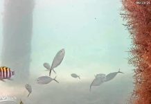 New Underwater Deerfield Beach Live Camera