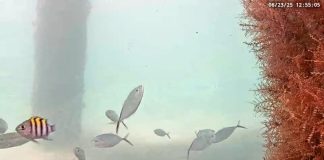 New Underwater Deerfield Beach Live Camera
