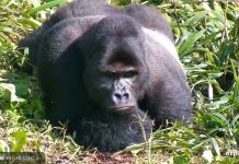 Gorilla Grace Center Live Cam In Congo