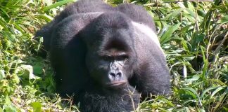 Gorilla Grace Center Live Cam In Congo