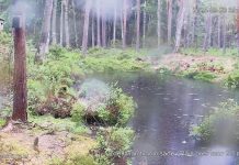 Nuuksio National Park Live Cam - Espoo, Finland | Hd Video