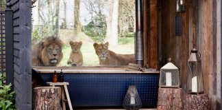 Port Lympne reserve - Lions Live Cam - Kent, England, Uk