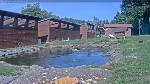 Animal Feed Live Webcam – Makov