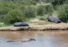 African Watering Hole New Live Webcam - Kenya