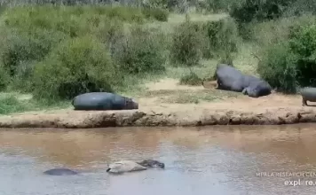 African Watering Hole New Live Webcam - Kenya
