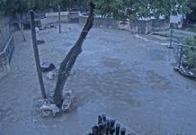 New Hungary Budapest Zoo Elephants Live Stream Webcam