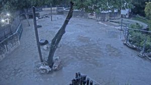 New Hungary Budapest Zoo Elephants Live Stream Webcam