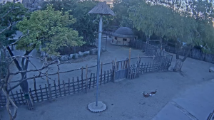 New Savannah Live Stream Webcam Budapest Zoo, Hungary