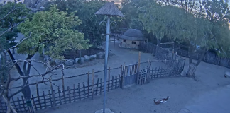 New Savannah Live Stream Webcam Budapest Zoo, Hungary