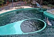 New Seals Zoo Live Stream Webcam Budapest, Hungary