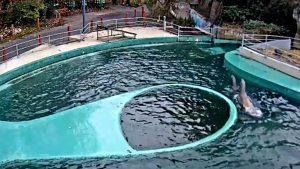 New Seals Zoo Live Stream Webcam Budapest, Hungary