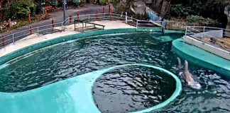 New Seals Zoo Live Stream Webcam Budapest, Hungary