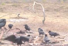 Store Mosse National Park Live Cam New Sweden
