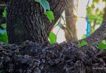 Bird Feeder Live Webcam - Madrid, Spain
