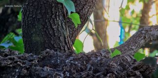 Bird Feeder Live Webcam - Madrid, Spain