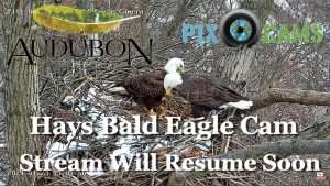 Pittsburgh Hays Bald Eagle Live Webcam, Pennsylvania