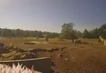 Live Cam Savannah Rabat Zoo, Morocco