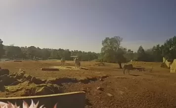 Live Cam Savannah Rabat Zoo, Morocco
