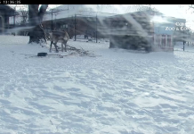 Como Park Zoo Reindeer Live Cam - Saint Paul, Mn