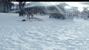 Como Park Zoo Reindeer Live Cam - Saint Paul, Mn