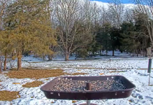 Gettysburg Pennsylvania Live Webcam Bird Feed New