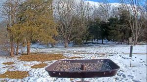 Gettysburg Pennsylvania Live Webcam Bird Feed New