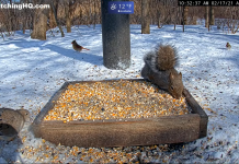 Cuyahoga Valley National Park Live Webcam Squirrels, Ohio