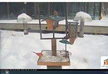 Virginia B. Fairbanks Art And Nature Park New Live Webcam