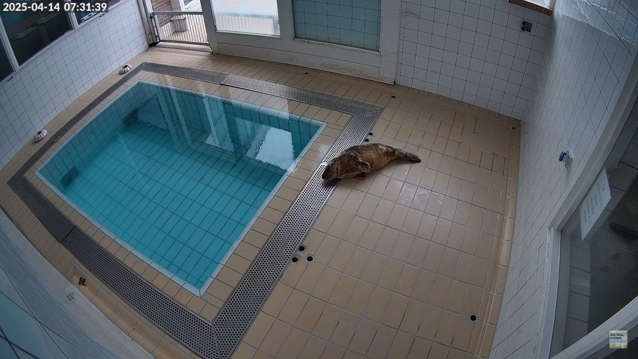 Seal Rehabilitation Live Cam – Pieterburen, Het Holland