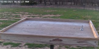 North Texas Live Bird Tray Feeding Webcam 5 New