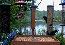 Cornell University Lab Cam In Ithaca, New York