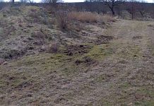 Live Deer Hunting Webcam Stream New