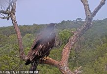 American Bald Eagle Live Webcam New In Florida