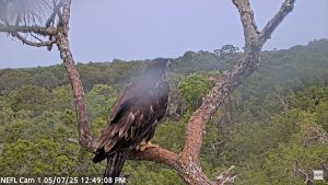 American Bald Eagle Live Webcam New In Florida