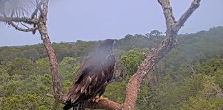 American Bald Eagle Live Webcam New In Florida