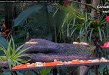 Live Stream Webcam Fruit Feeder, Canopy Lodge, Panama New