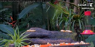 Live Stream Webcam Fruit Feeder, Canopy Lodge, Panama New