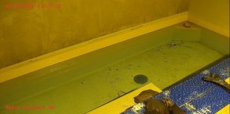 Penguins Live Cam New At Silesian Zoo In Poland