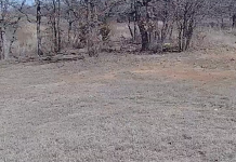 Texas Bigfoot Sightings Live Webcam Stream New