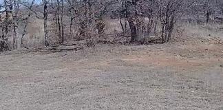 Texas Bigfoot Sightings Live Webcam Stream New