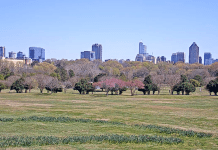 Dorothea Dix Park