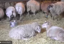 Watkins Glen Live Cam Sheep Barn In New York