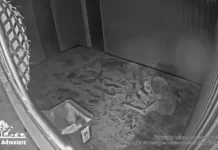 Johari & Oliver Giraffe Live Cam Animal Adventure Park, New York