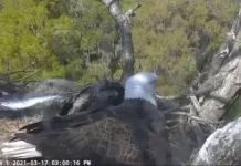 American Bald Eagle Live Webcam New In Florida