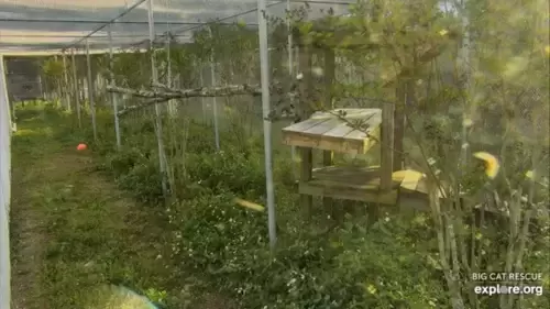 Live Webcam Bobcat Rehab – Tampa, Florida