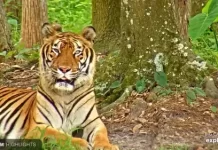 Tiger Live Cam Big Cat Rescue New Tampa, Florida