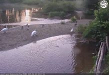 Millbrook School Live Webcam Trevor Zoo, New York